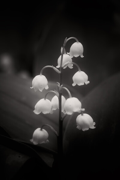 Lily of the Valley Flowers in Black and White Picture Board by Artur Bogacki