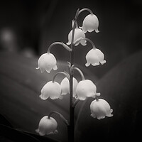 Buy canvas prints of Lily of the Valley Flowers in Black and White by Artur Bogacki