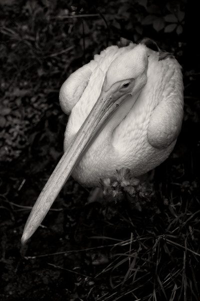 Great White Pelican In Monochrome Picture Board by Artur Bogacki