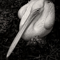 Buy canvas prints of Great White Pelican In Monochrome by Artur Bogacki