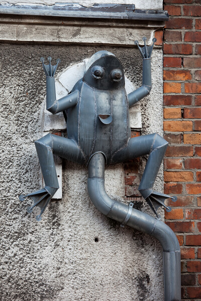 Frog Rain Gutter in Gdansk Picture Board by Artur Bogacki