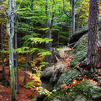 Buy canvas prints of Mountain Forest In Autumn by Artur Bogacki