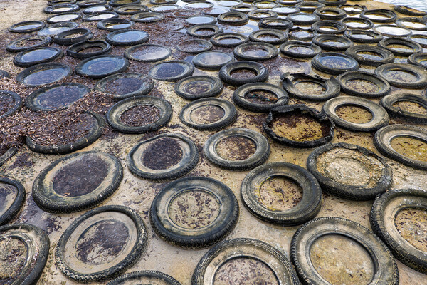 Sea Shore Covered With Old Rubber Tyres Picture Board by Artur Bogacki