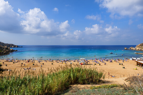 Golden Bay And Beach In Malta Picture Board by Artur Bogacki