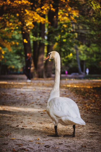 Swan In Lazienki Park In Warsaw Picture Board by Artur Bogacki