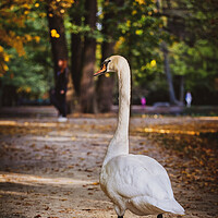 Buy canvas prints of Swan In Lazienki Park In Warsaw by Artur Bogacki