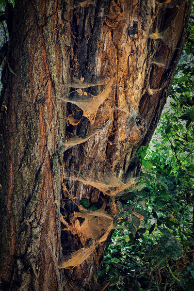 Old Tree Covered With Spider Webs Picture Board by Artur Bogacki
