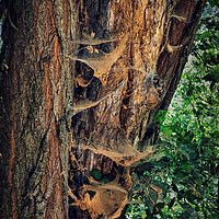 Buy canvas prints of Old Tree Covered With Spider Webs by Artur Bogacki