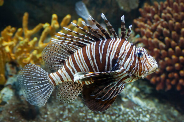 Red Lionfish Coral Reef Fish Picture Board by Artur Bogacki