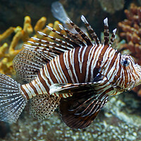 Buy canvas prints of Red Lionfish Coral Reef Fish by Artur Bogacki