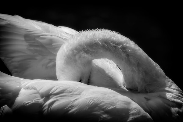 Sleeping Swan in Black and White Picture Board by Artur Bogacki