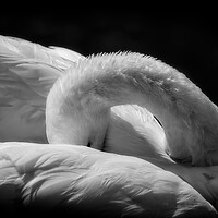 Buy canvas prints of Sleeping Swan in Black and White by Artur Bogacki