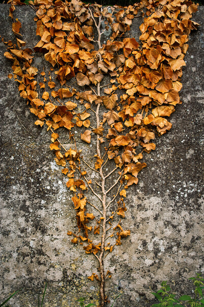 Wall Climbing Slender Tree With Dry Leaves Picture Board by Artur Bogacki