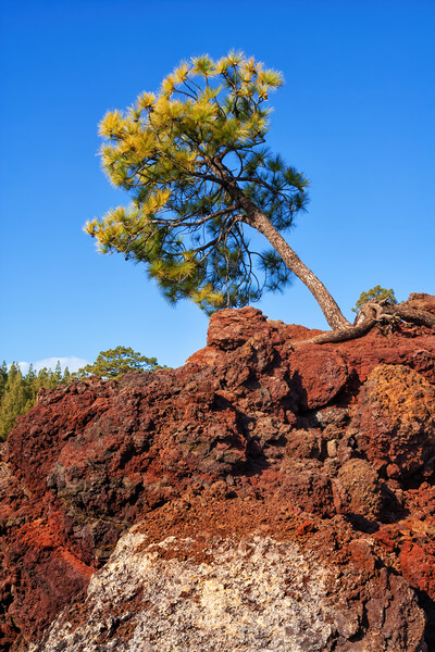 Single Pine Tree On Volcanic Rock Picture Board by Artur Bogacki