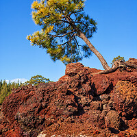 Buy canvas prints of Single Pine Tree On Volcanic Rock by Artur Bogacki