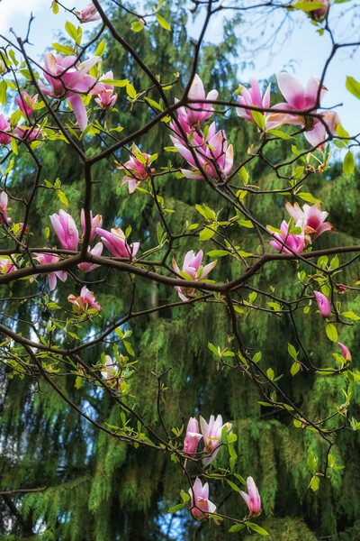 Blooming Magnolia Soulangeana Burgundy Flowers Picture Board by Artur Bogacki
