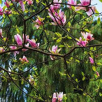 Buy canvas prints of Blooming Magnolia Soulangeana Burgundy Flowers by Artur Bogacki