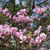 Buy canvas prints of Magnolia Flowers Blooming by Artur Bogacki