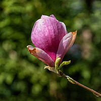 Buy canvas prints of Magnolia Soulangeana Burgundy Flower by Artur Bogacki