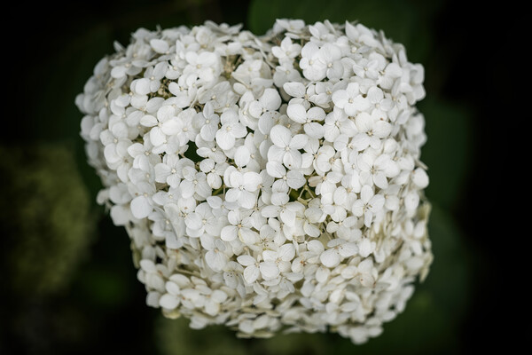 Hydrangea Arborescens White Flowers Picture Board by Artur Bogacki