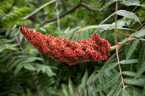 Rhus Typhina The Staghorn Sumac Flower Picture Board by Artur Bogacki