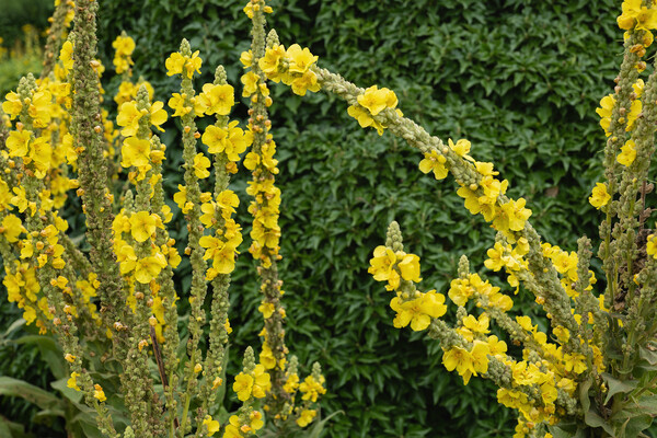 Denseflower Mullein Yellow Flowers Picture Board by Artur Bogacki