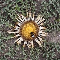 Buy canvas prints of Carline Thistle Carlina Acanthifolia And Bumblebee by Artur Bogacki