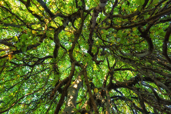 Majestic Canopy Of An Old Tree Picture Board by Artur Bogacki
