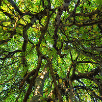 Buy canvas prints of Majestic Canopy Of An Old Tree by Artur Bogacki