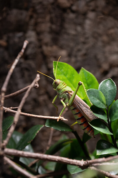 Tropidacris Collaris Grasshopper Picture Board by Artur Bogacki