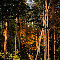 Buy canvas prints of Sunset In Autumn Forest Wilderness by Artur Bogacki
