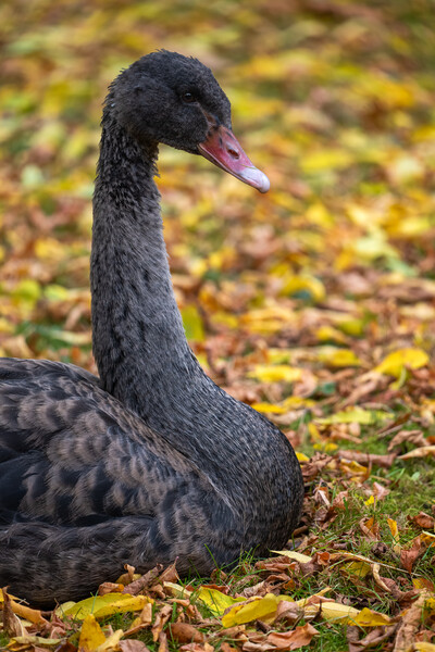 Black Swan Portrait In Autumn Foliage Picture Board by Artur Bogacki