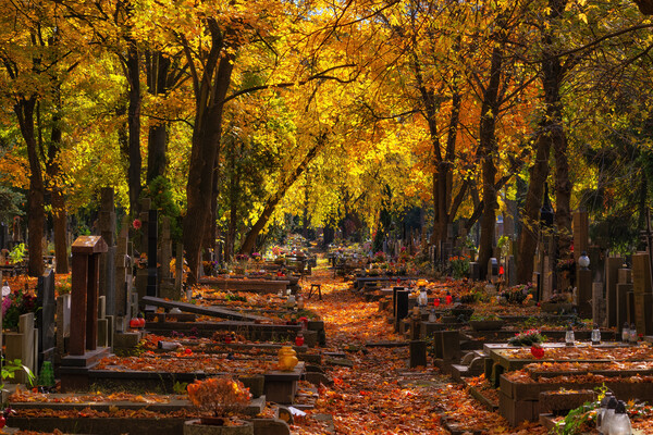 Autumn In Powązki Cemetery In Warsaw Picture Board by Artur Bogacki