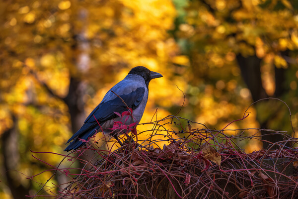 Hooded Crow In Autumn Picture Board by Artur Bogacki