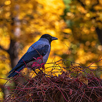 Buy canvas prints of Hooded Crow In Autumn by Artur Bogacki