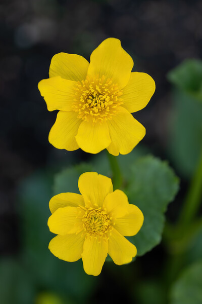 Caltha Palustris Kingcup Yellow Flower Picture Board by Artur Bogacki