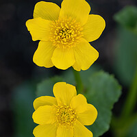 Buy canvas prints of Caltha Palustris Kingcup Yellow Flower by Artur Bogacki