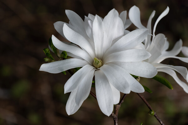 Star Magnolia White Flower Picture Board by Artur Bogacki