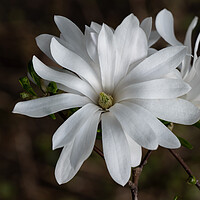 Buy canvas prints of Star Magnolia White Flower by Artur Bogacki