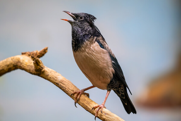 Rosy Starling Bird On Branch Picture Board by Artur Bogacki