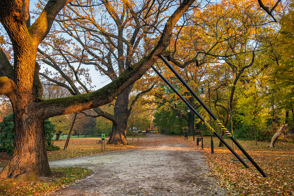 Tree Branch Support In Park Picture Board by Artur Bogacki