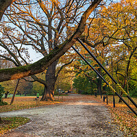 Buy canvas prints of Tree Branch Support In Park by Artur Bogacki