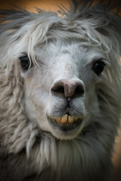 Alpaca Lama Pacos Snout Portrait Picture Board by Artur Bogacki