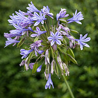 Buy canvas prints of Agapanthus Praecox Lily Flower by Artur Bogacki