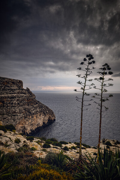 Malta Sea Coast On Gloomy Morning Picture Board by Artur Bogacki