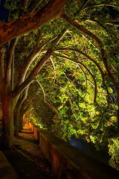 Trees Canopy At Riverside Alley By Night Picture Board by Artur Bogacki