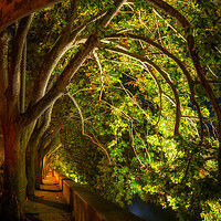 Buy canvas prints of Trees Canopy At Riverside Alley By Night by Artur Bogacki