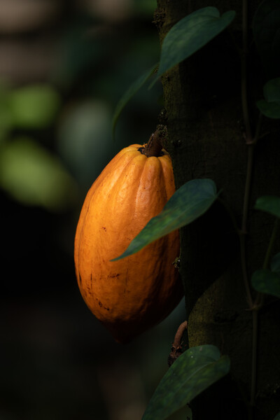 Fruit On Theobroma Cacao Tree Picture Board by Artur Bogacki