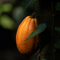 Buy canvas prints of Fruit On Theobroma Cacao Tree by Artur Bogacki