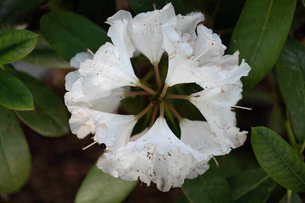 Rhododendron Yakushimanum Nakai White Flower Picture Board by Artur Bogacki